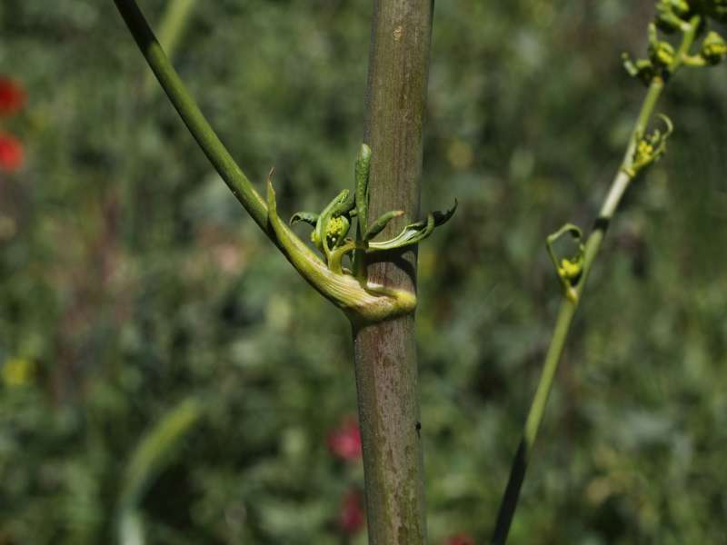 Opopanax chironium